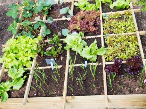 moestuintje