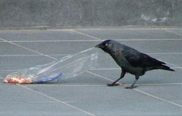 kauw met plastic